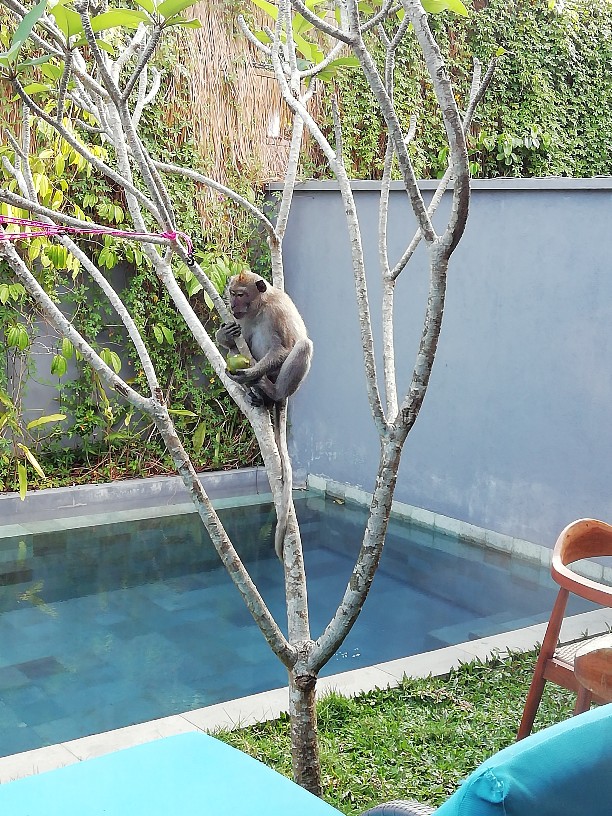 Monkeys who came to the villa